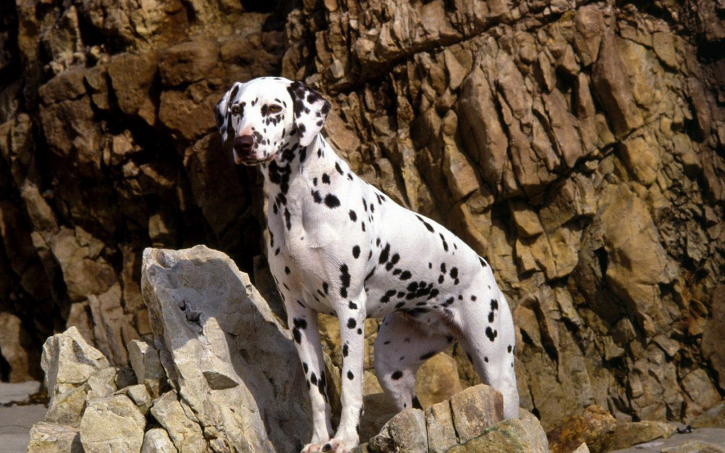 Далматинец