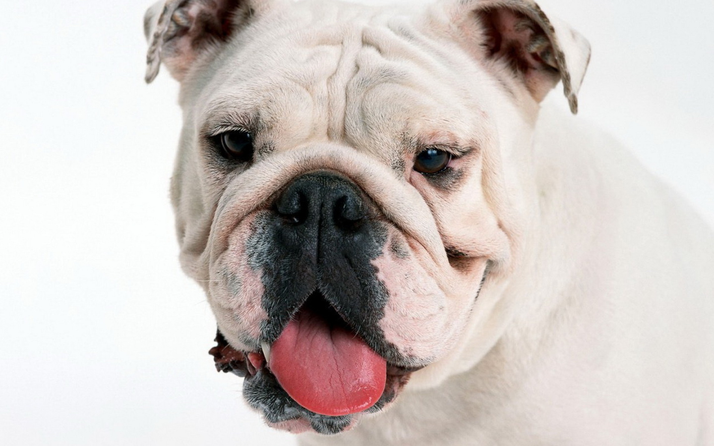мордашка Английского бульдога