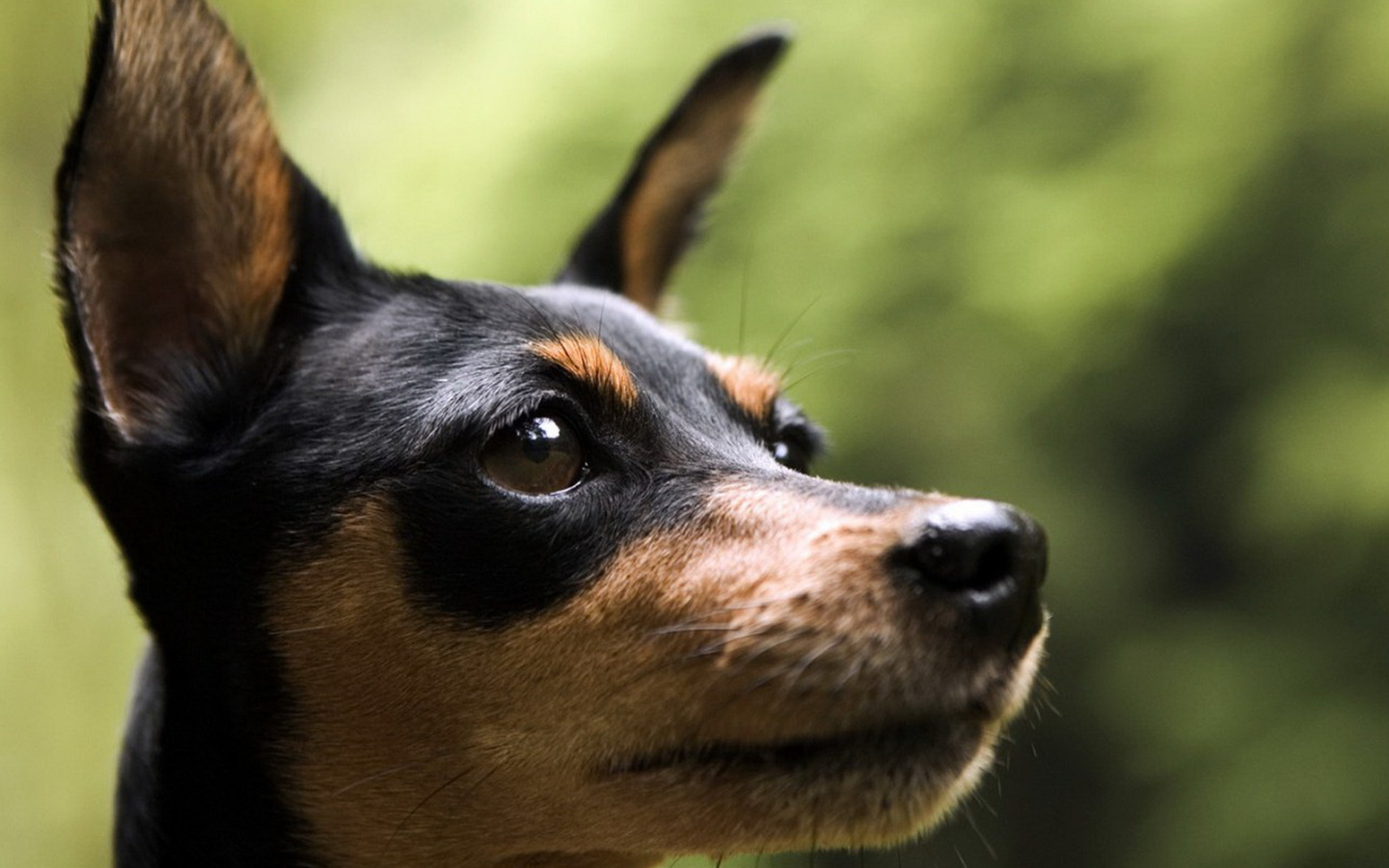 Маленький пинчер