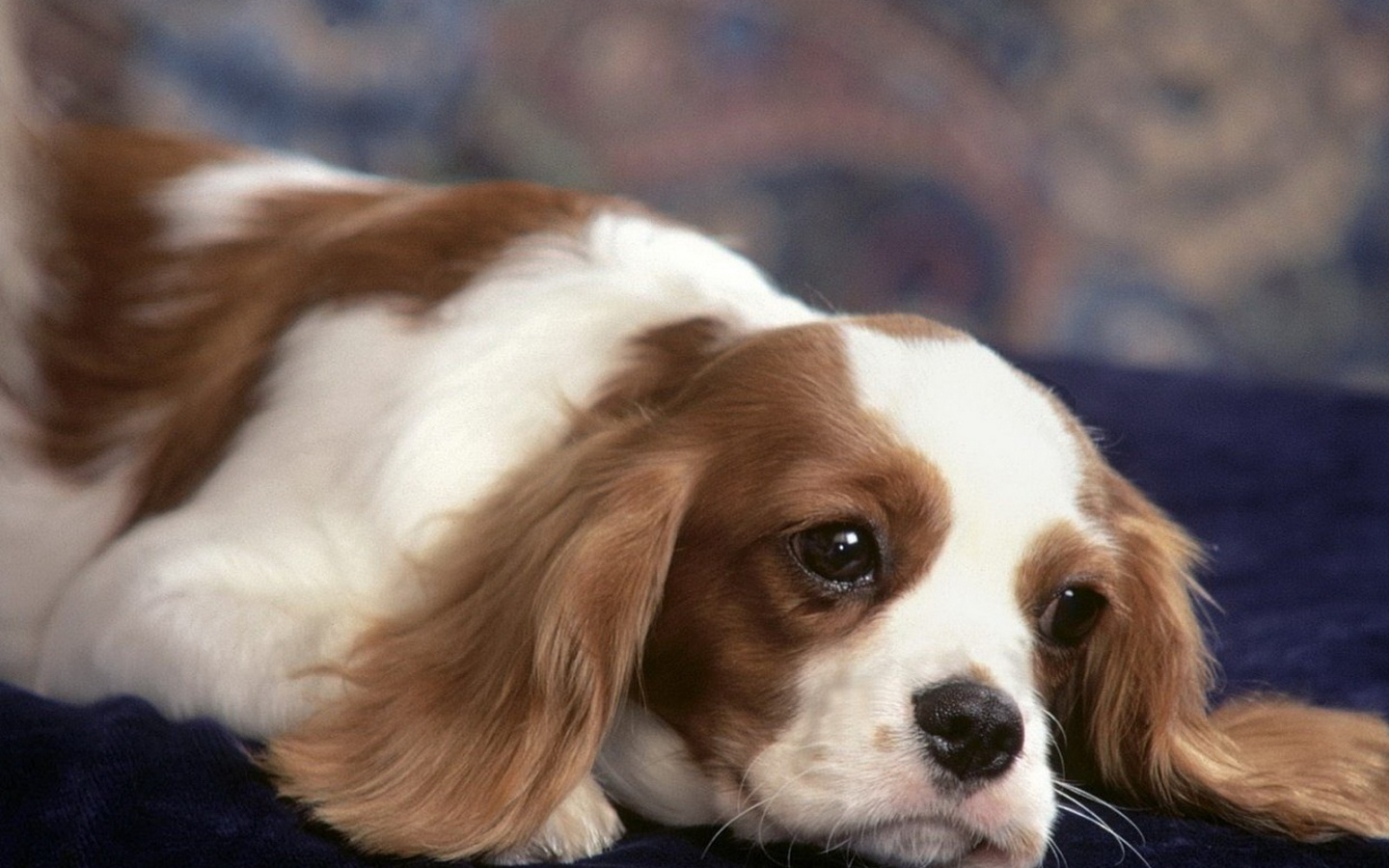 задумчивый Японский хин