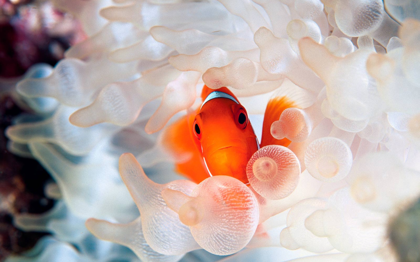 Коралловая рыбка