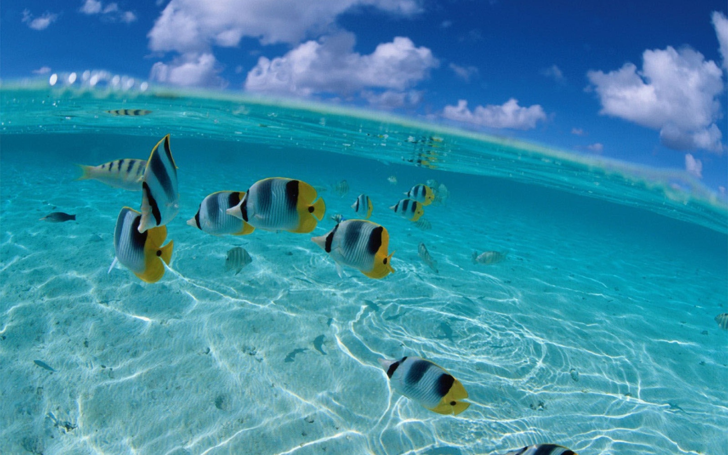 Рыбки у берега