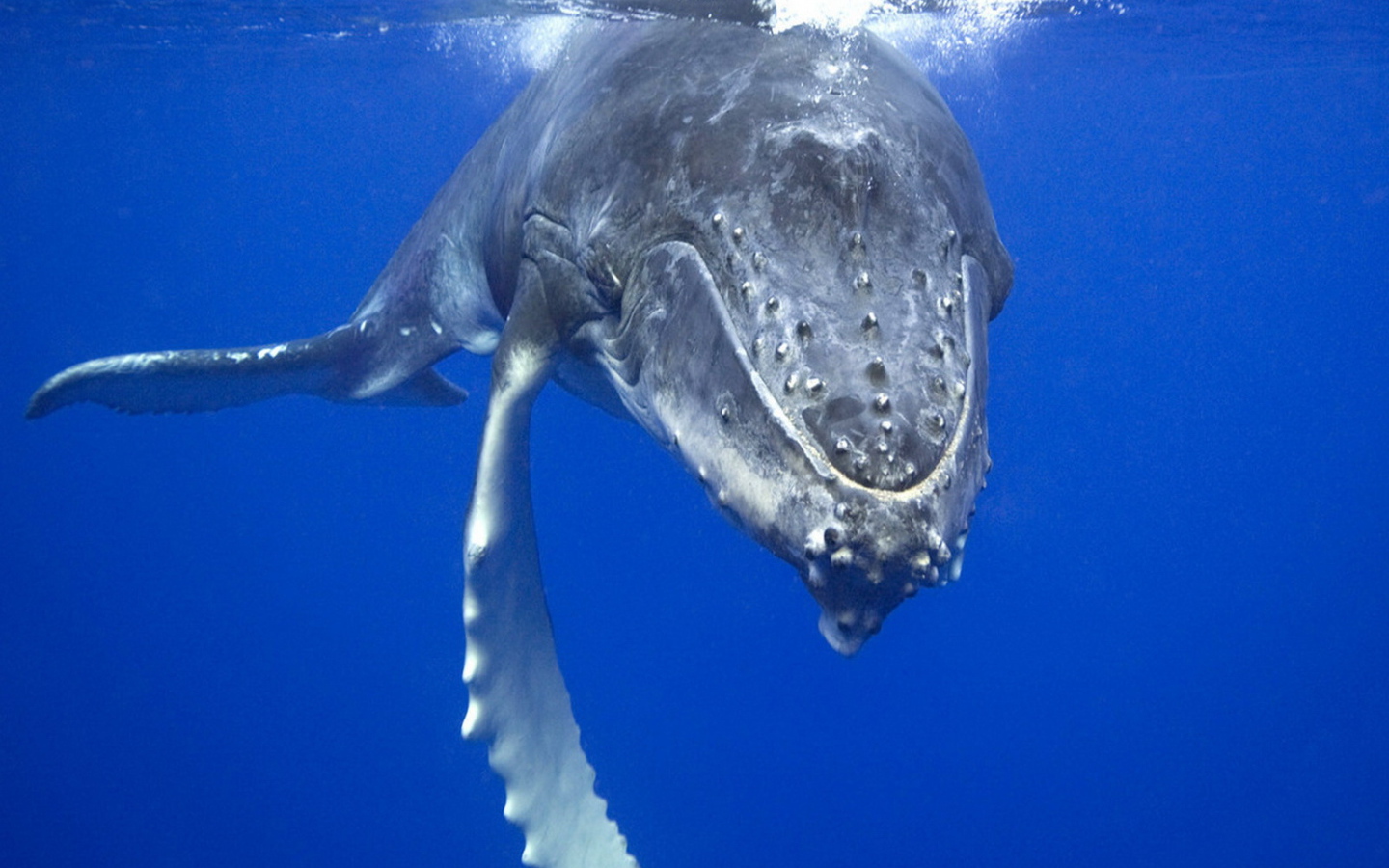 Плывущий кит