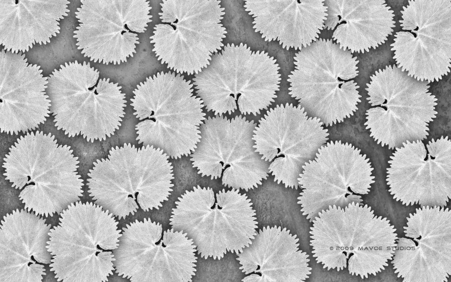 Белые листья