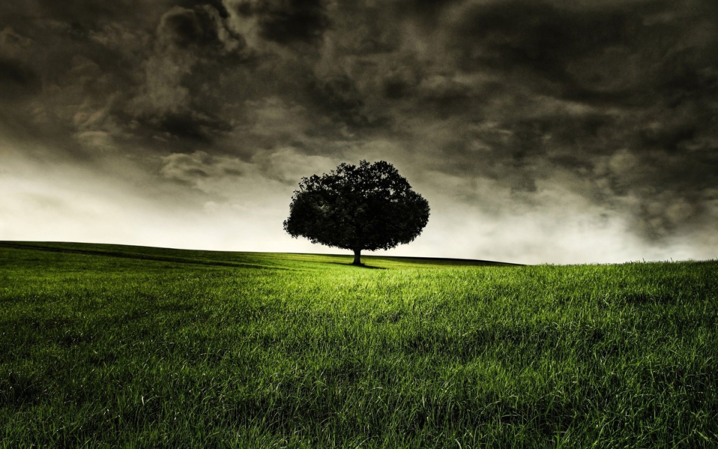 Запретное дерево Эдема