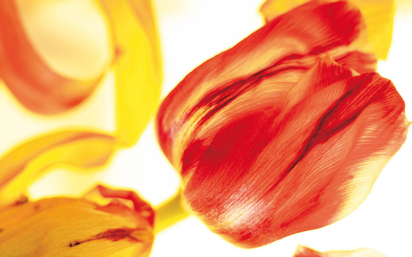 Красивые тюльпаны