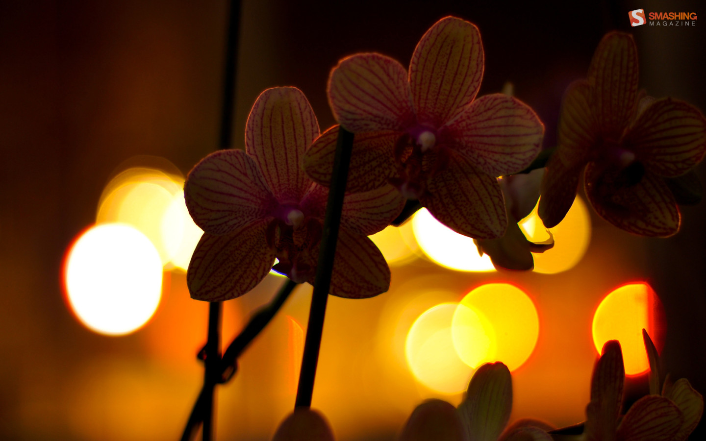 Цветы любимой