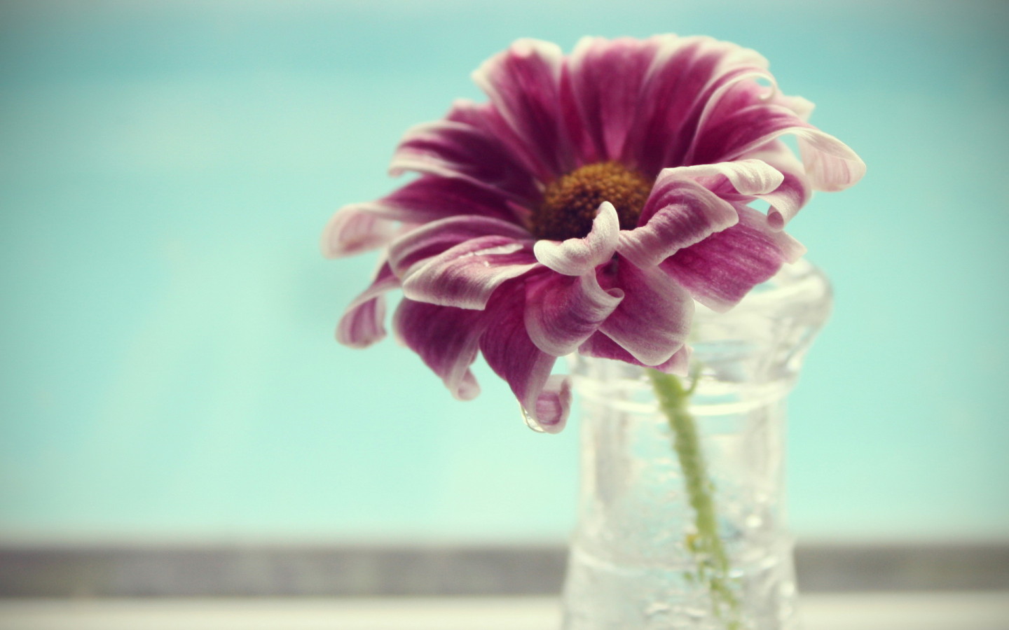 Одинокий цветок