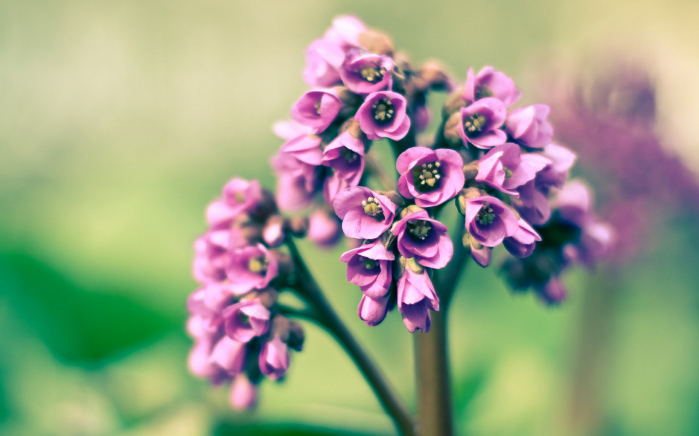 Розовые цветочки