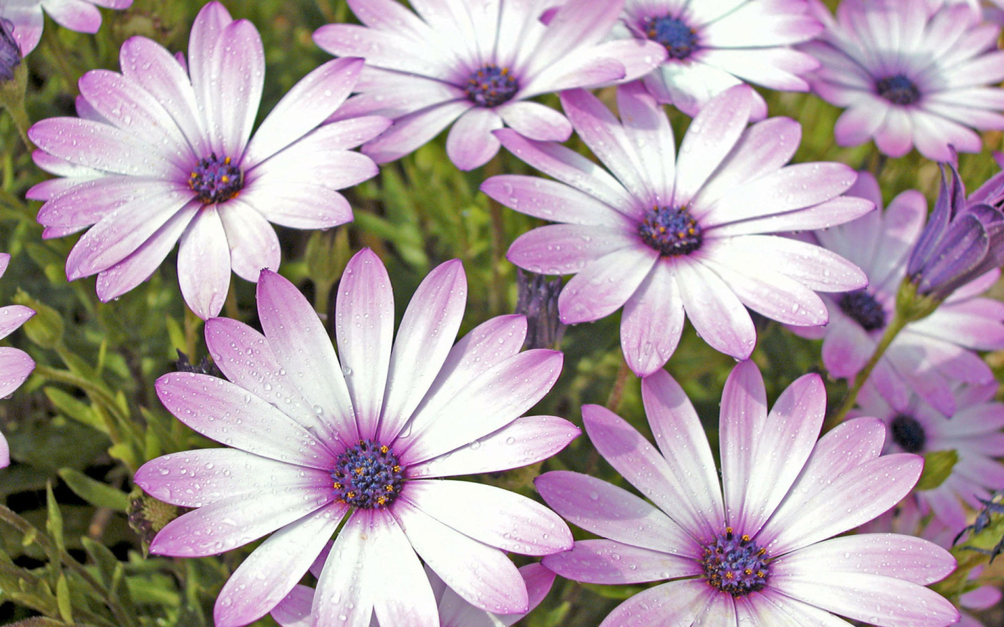 Влажные лепестки цветов