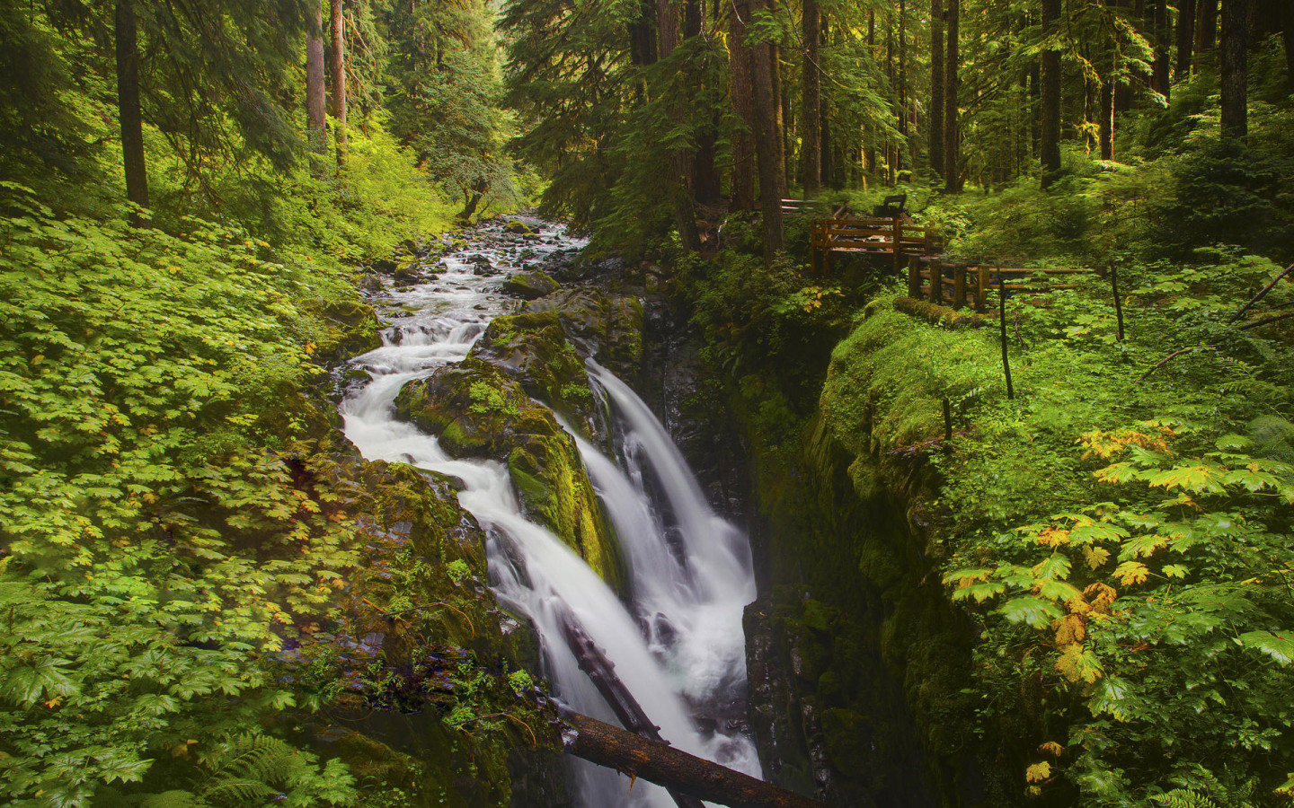 Лесной ручей