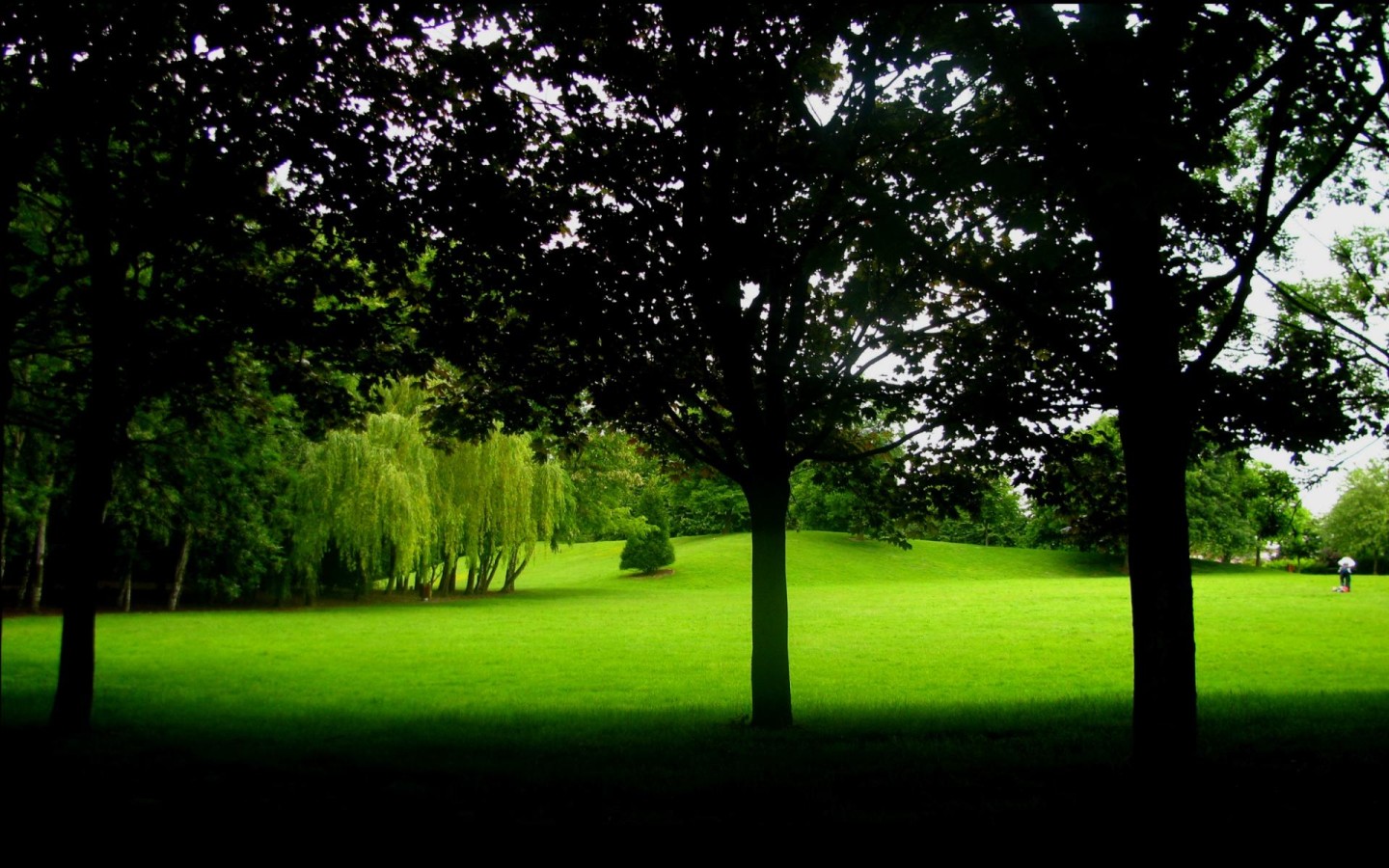 В тени деревьев