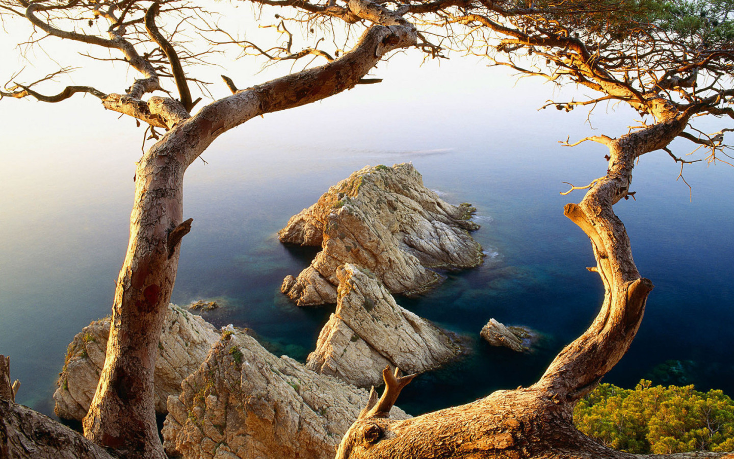 Дерево на обрыве