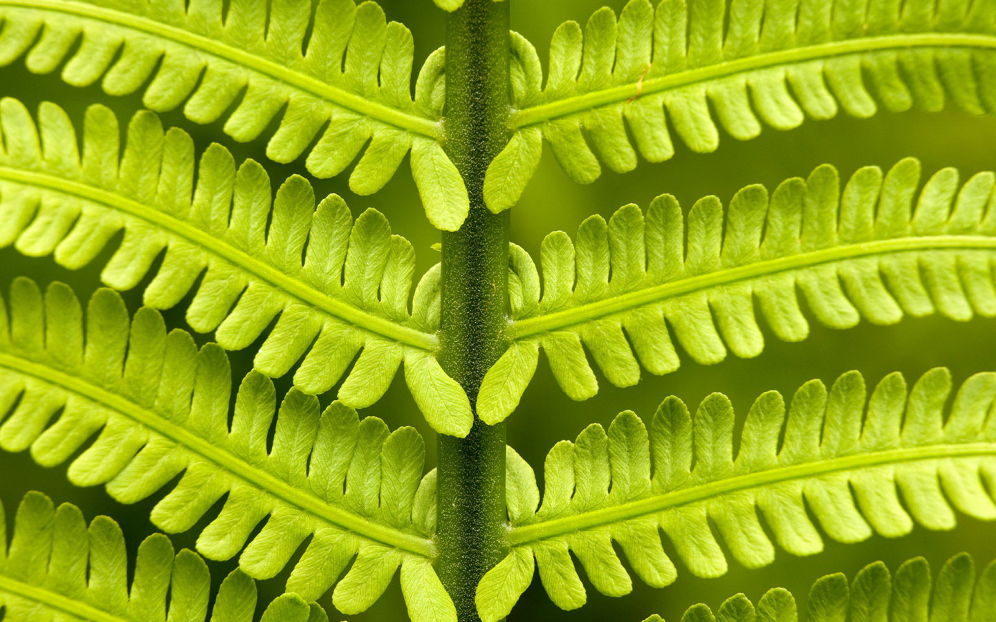 Папоротник