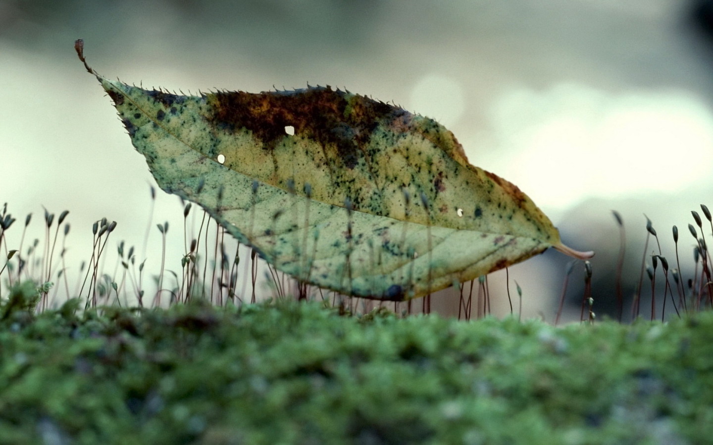 Лист на траве