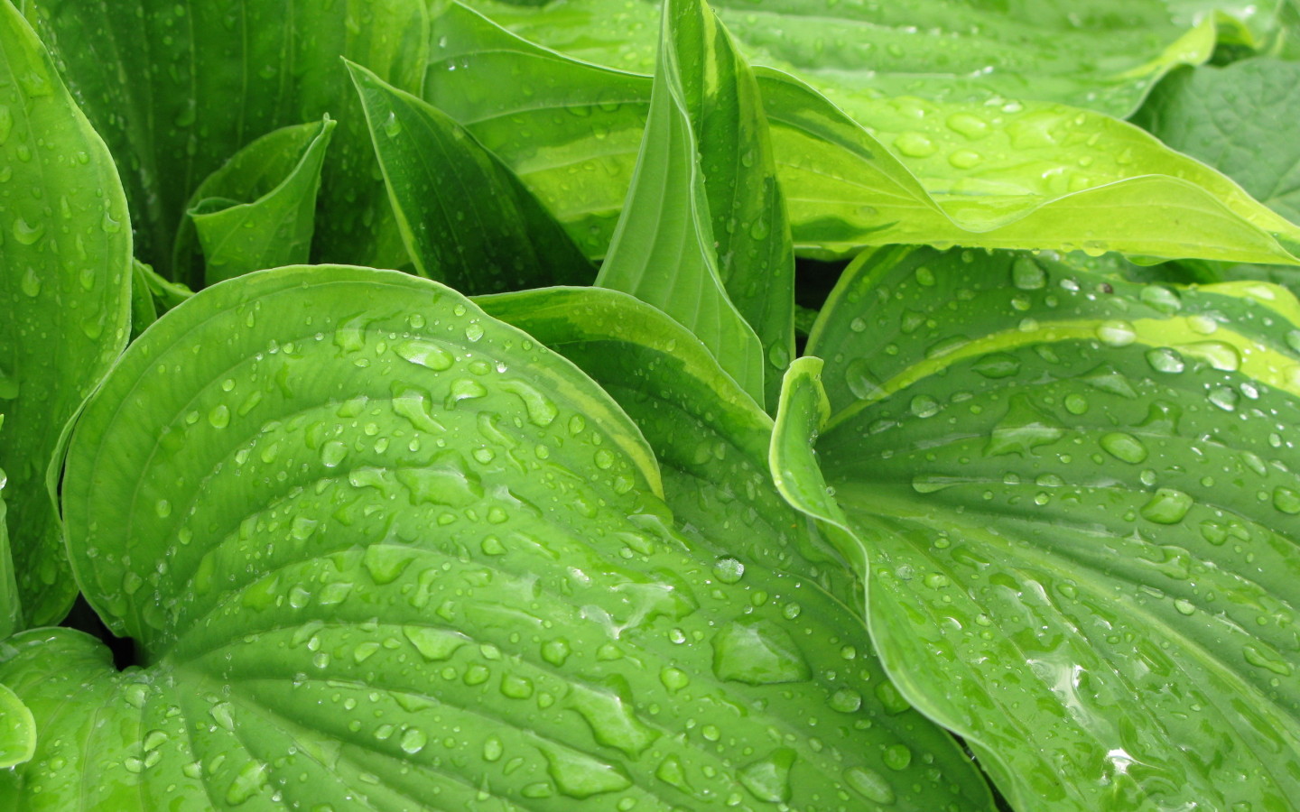 Листья после дождя