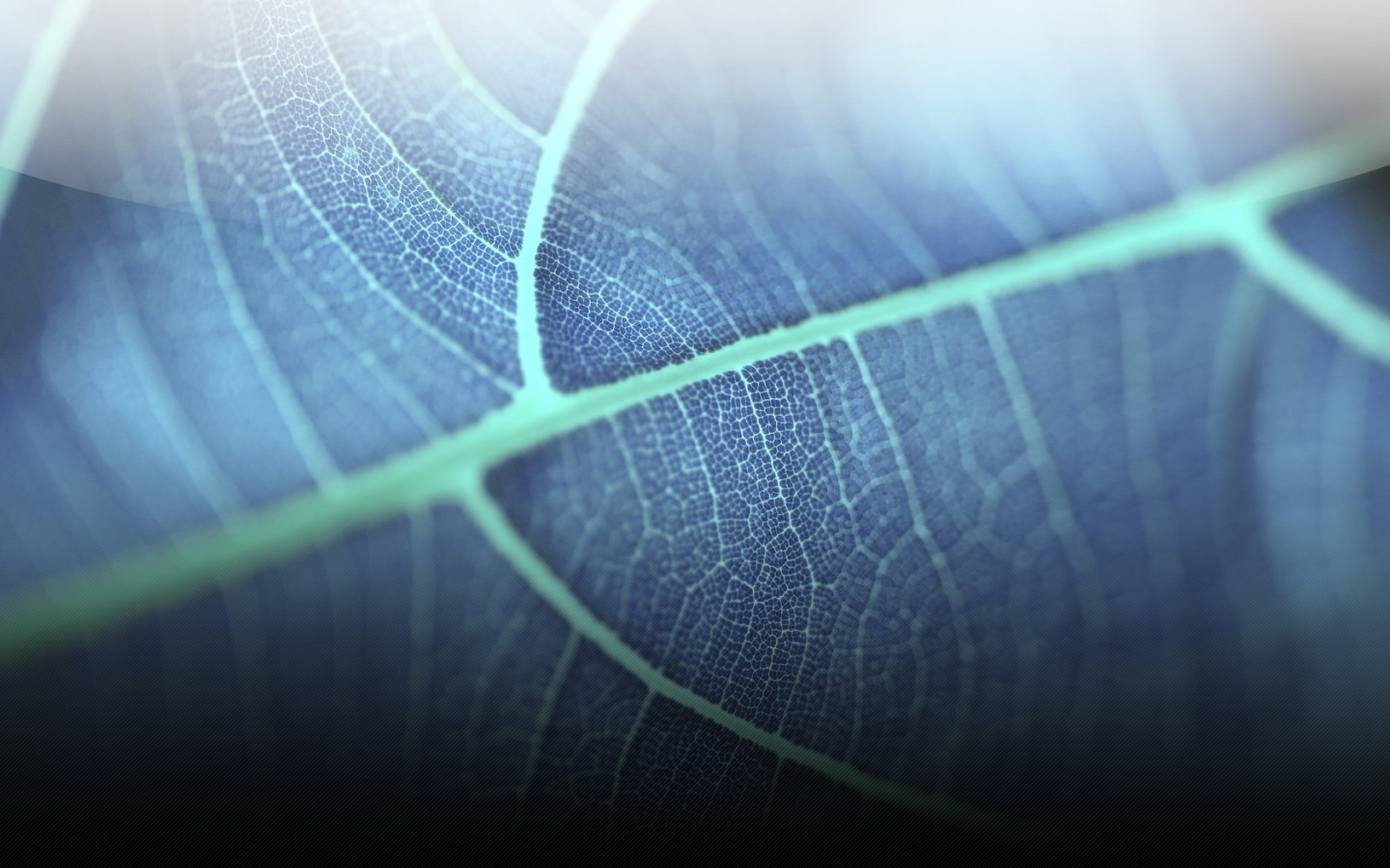 Прозрачный листик