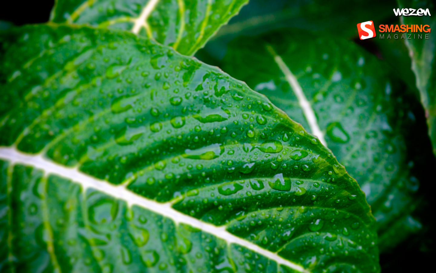 Мокрые листья