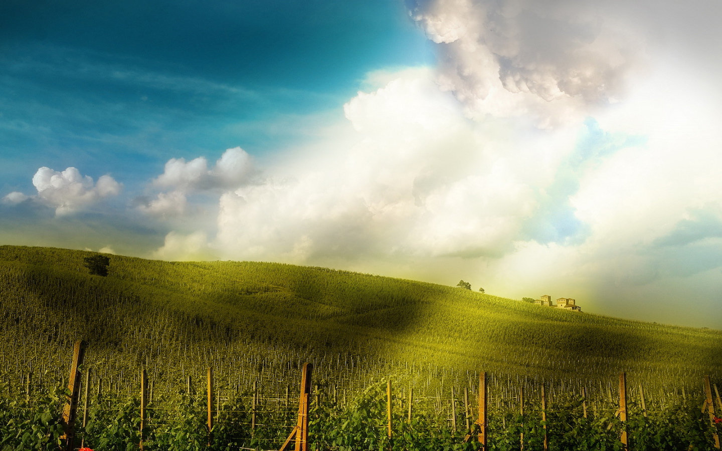 Поле-плантация