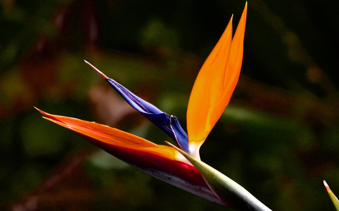 Экзотический цветок