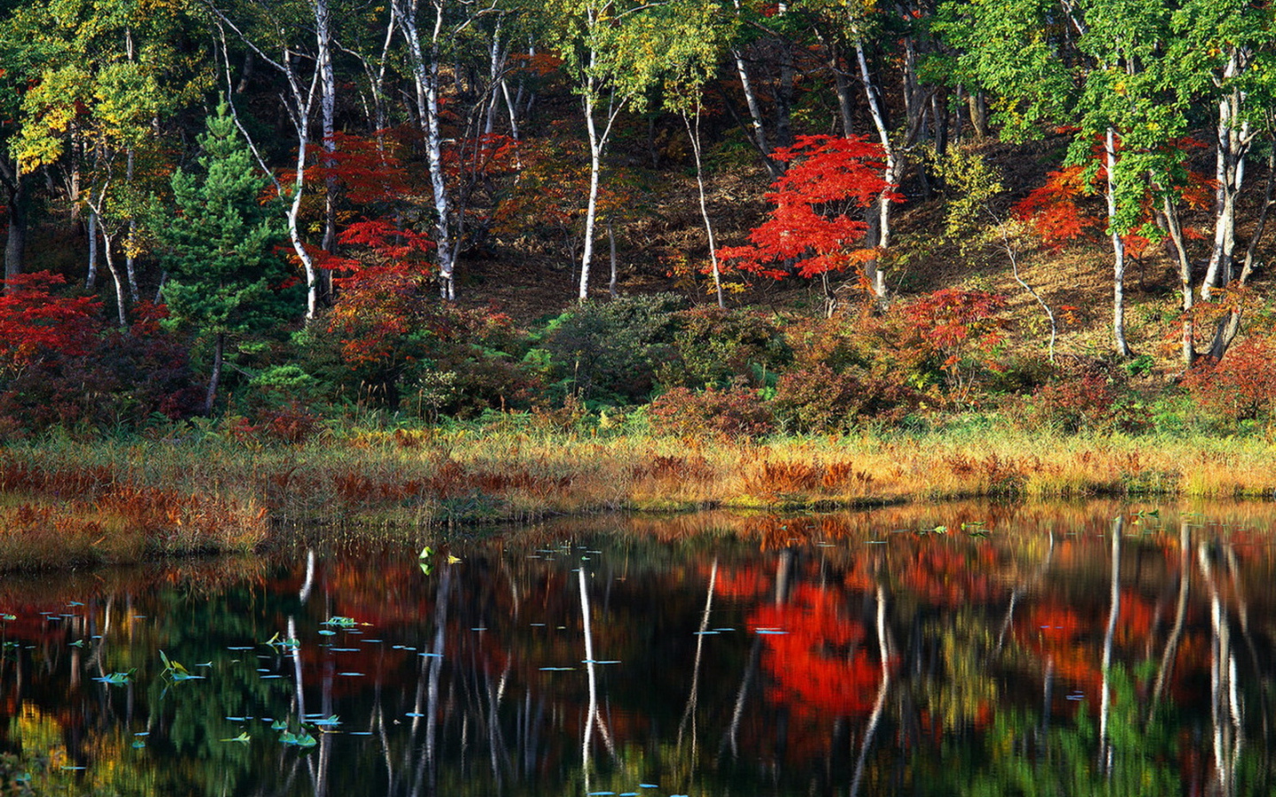 Пейзаж осени