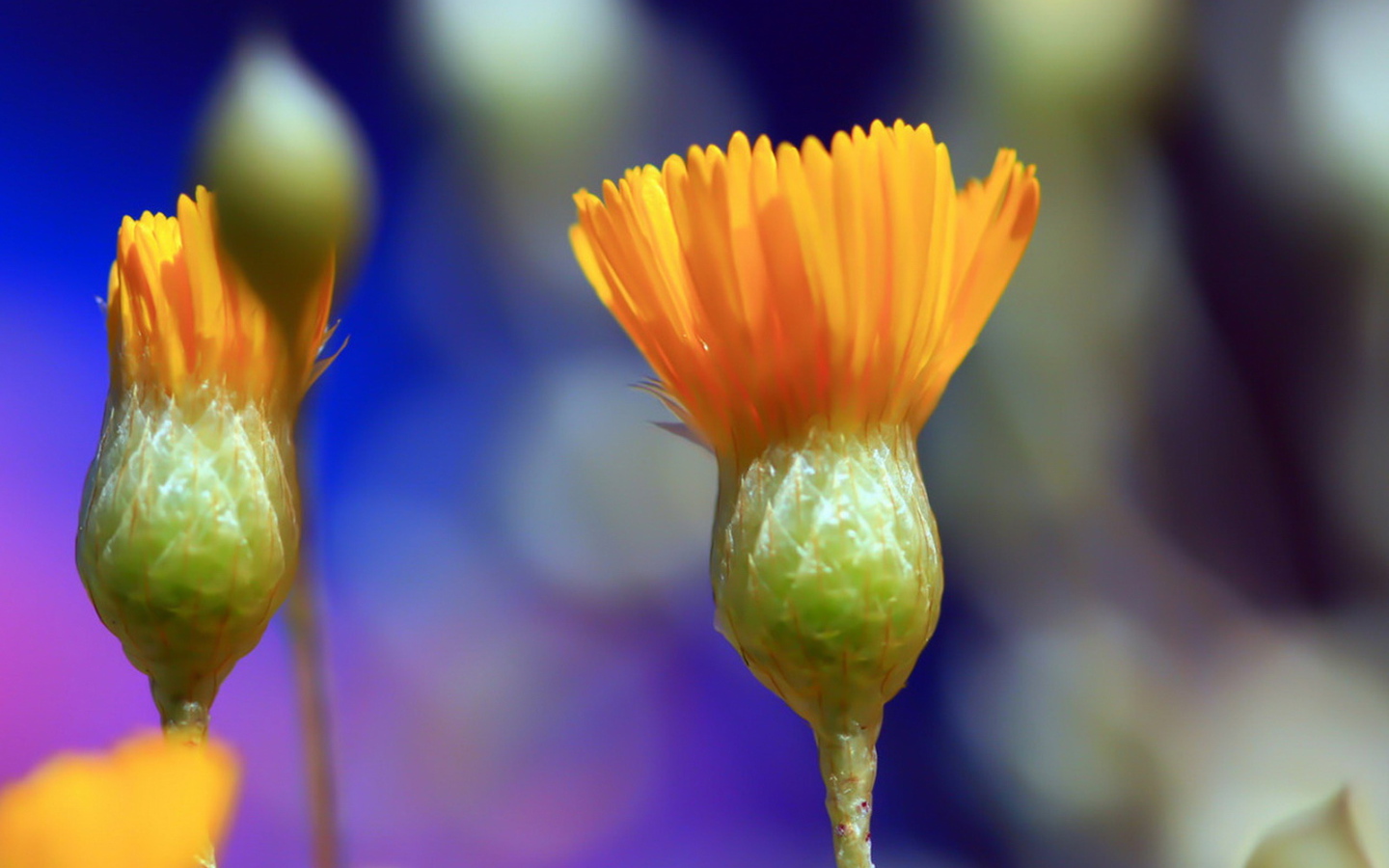 Распускаясь