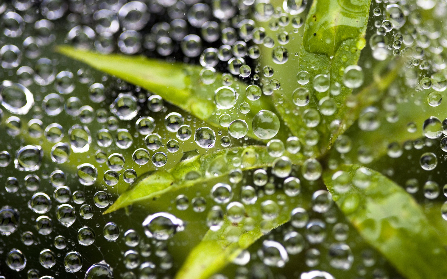 Растение под водой