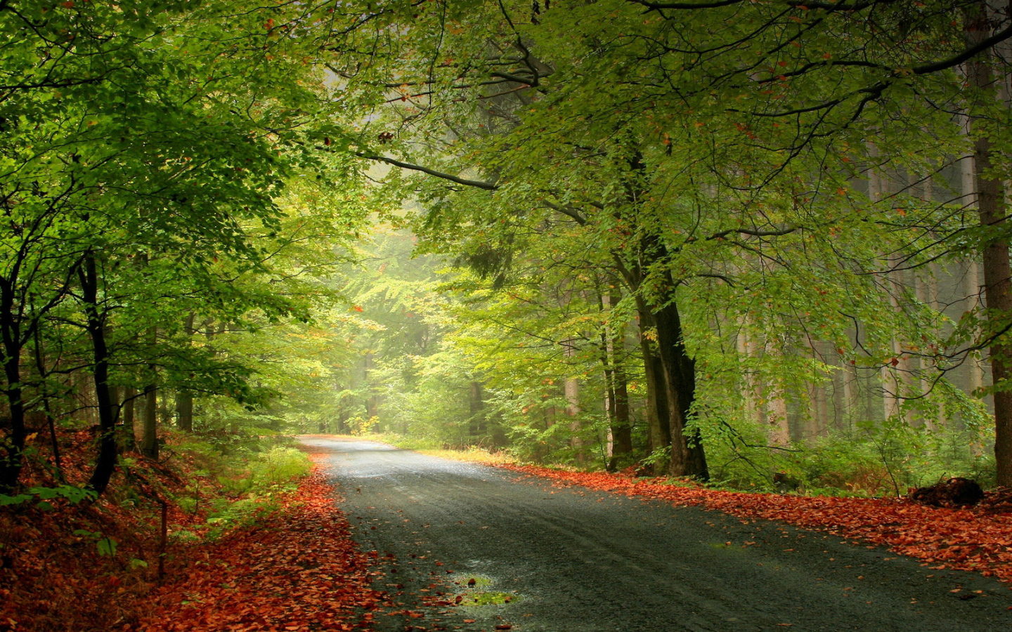 Листья на обочине дороги