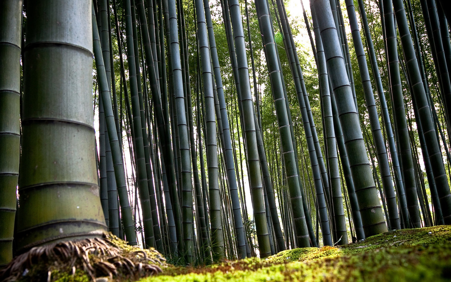 Бамбуковый лес