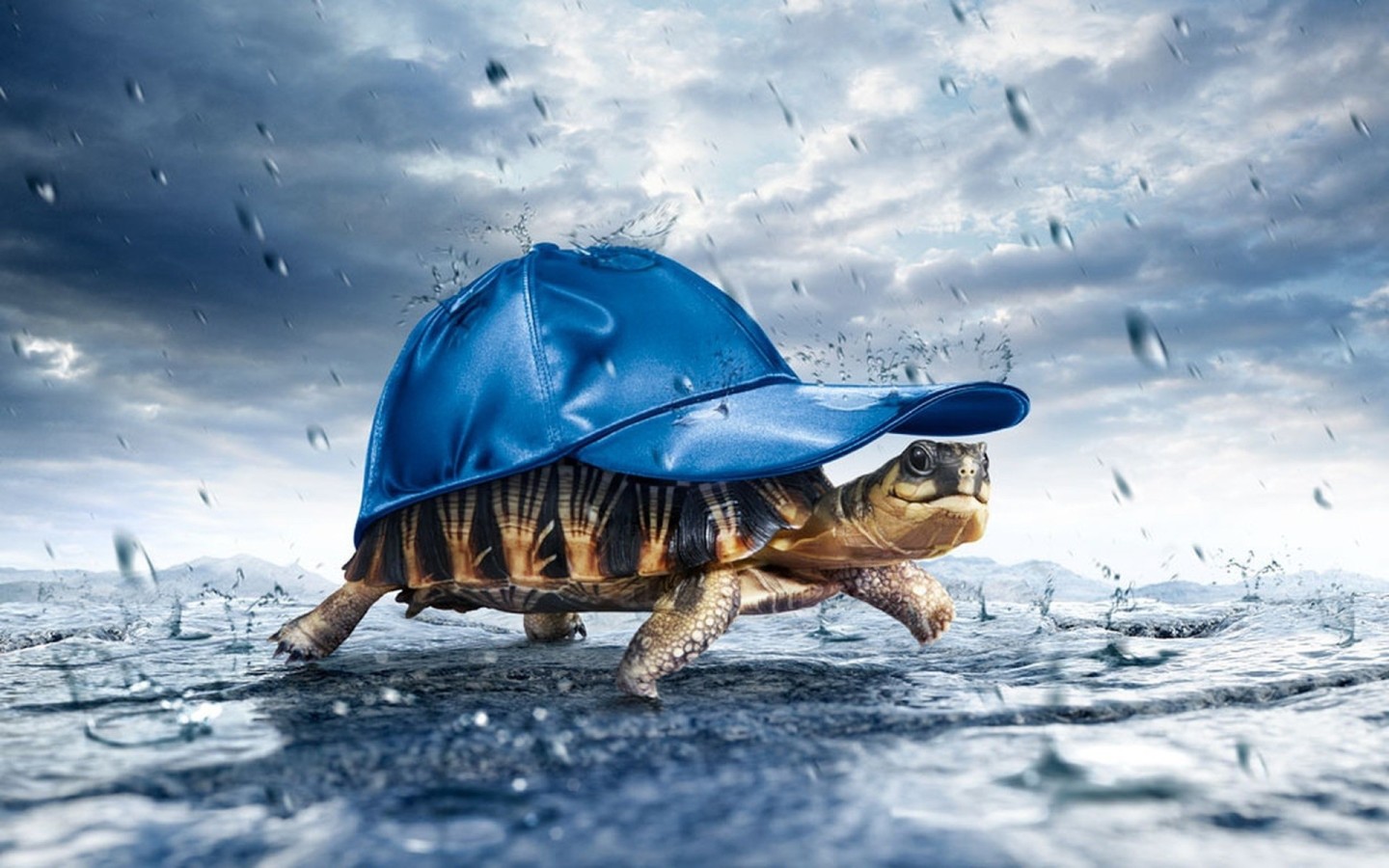 Черепаха в дождь