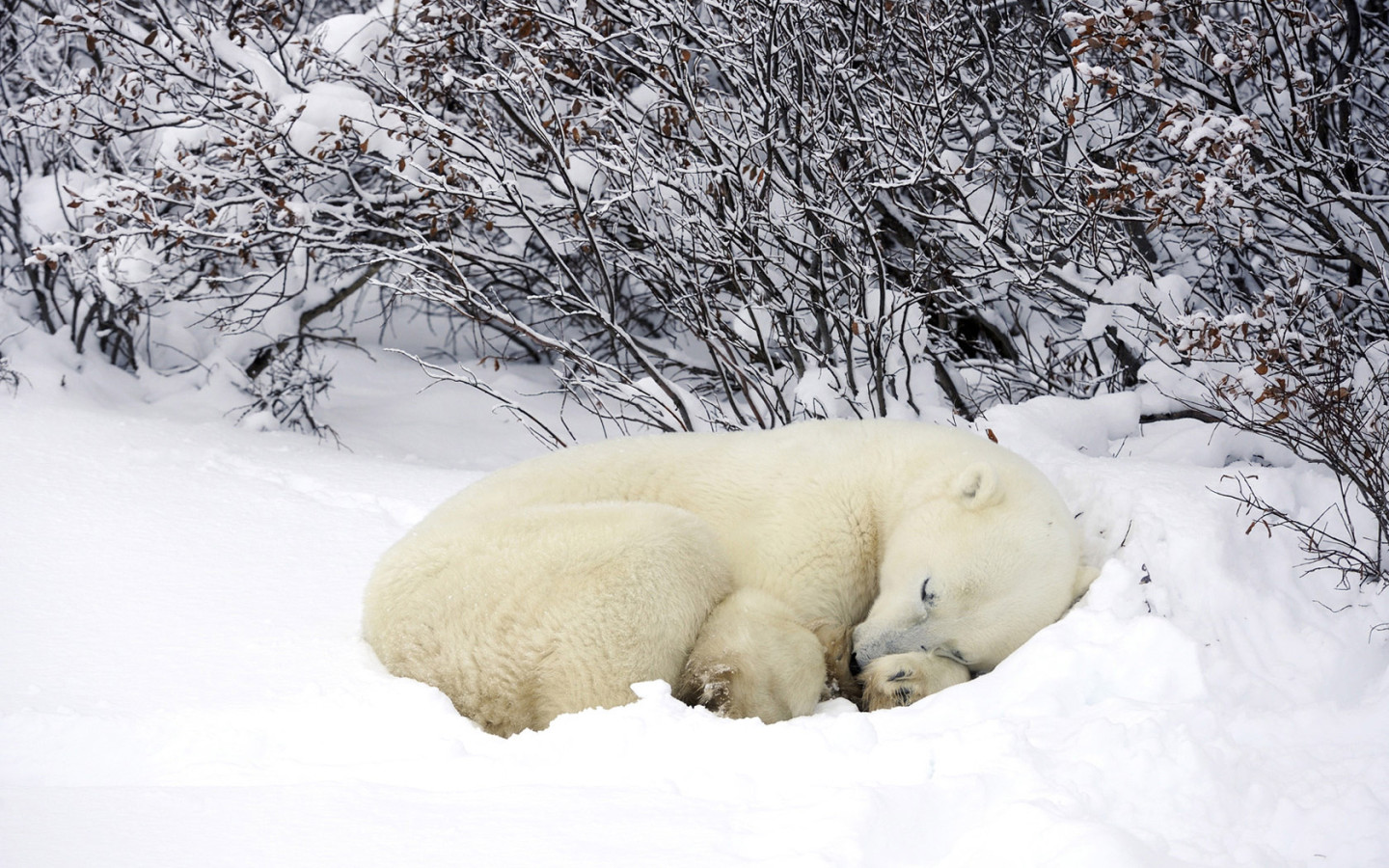 Мишка в снегу