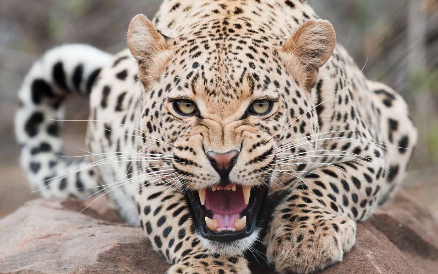 Огрызающийся леопард