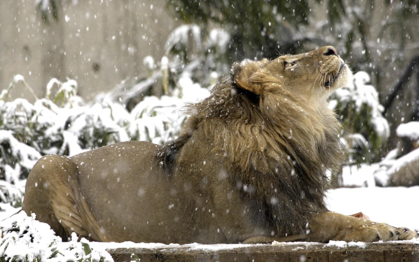 Лев под снегом