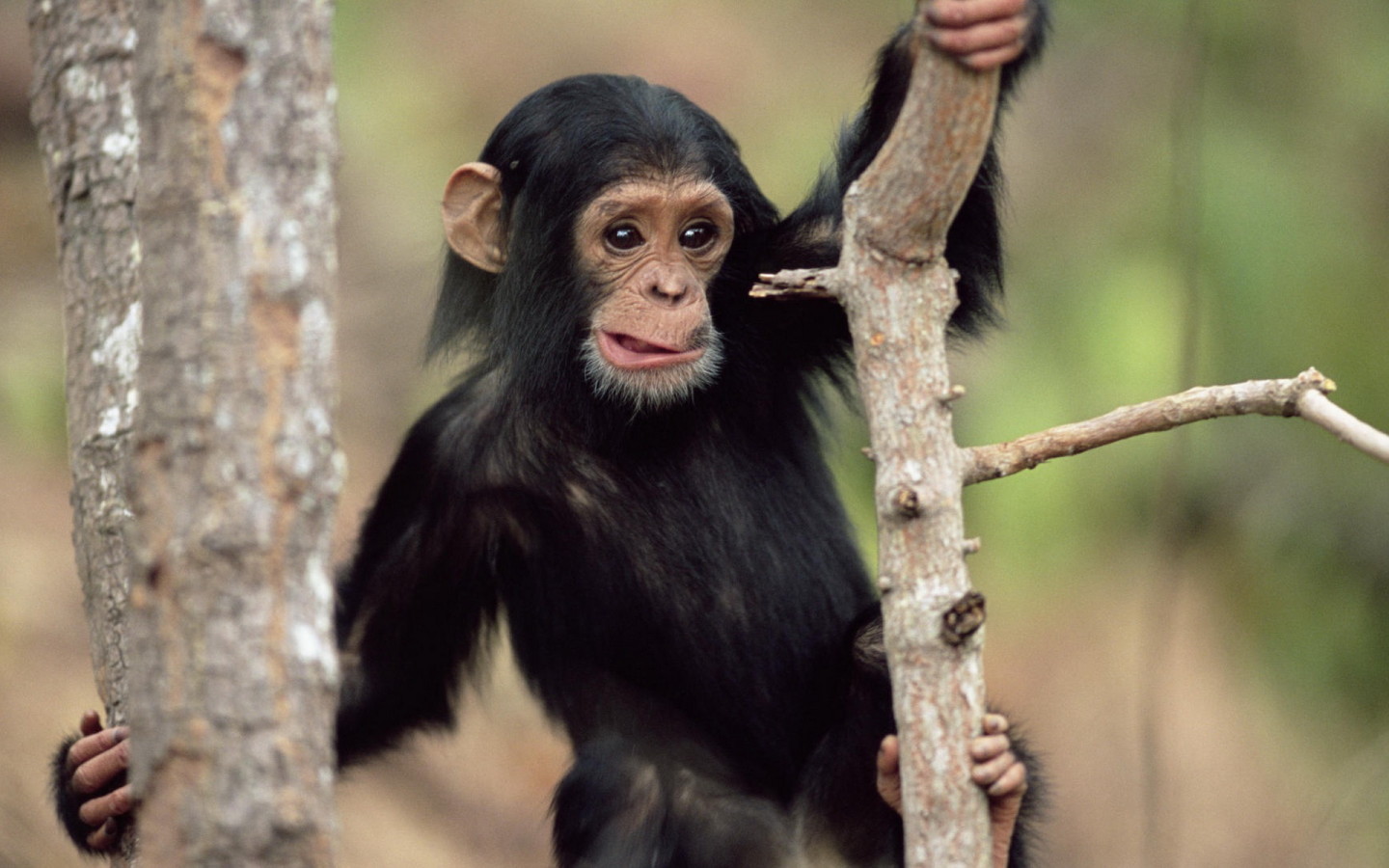 Обезьянка на дереве