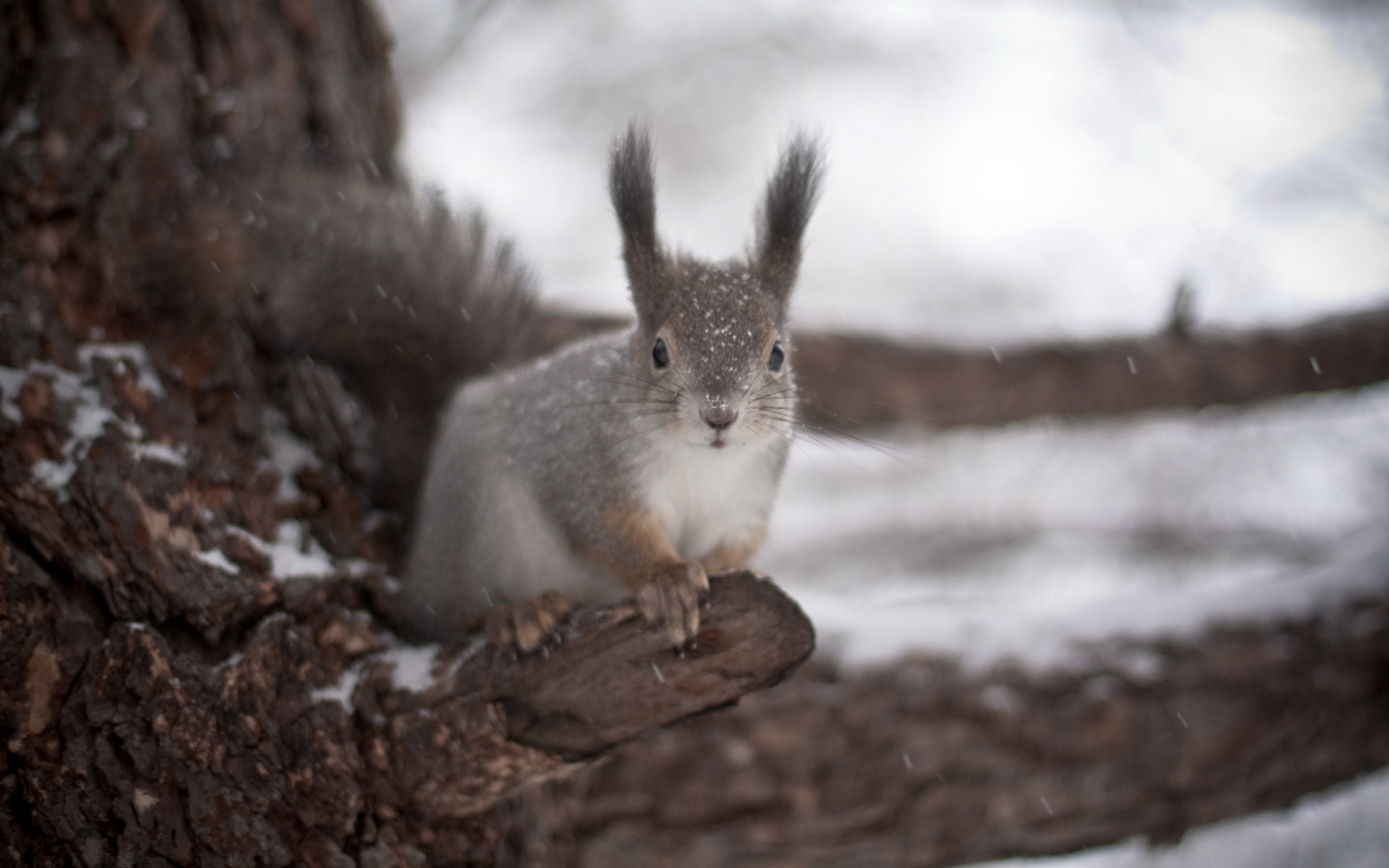 Белка на дереве