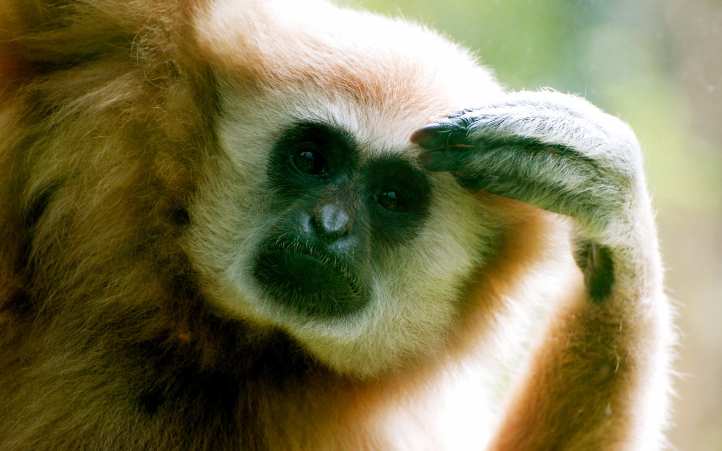 Думающий примат