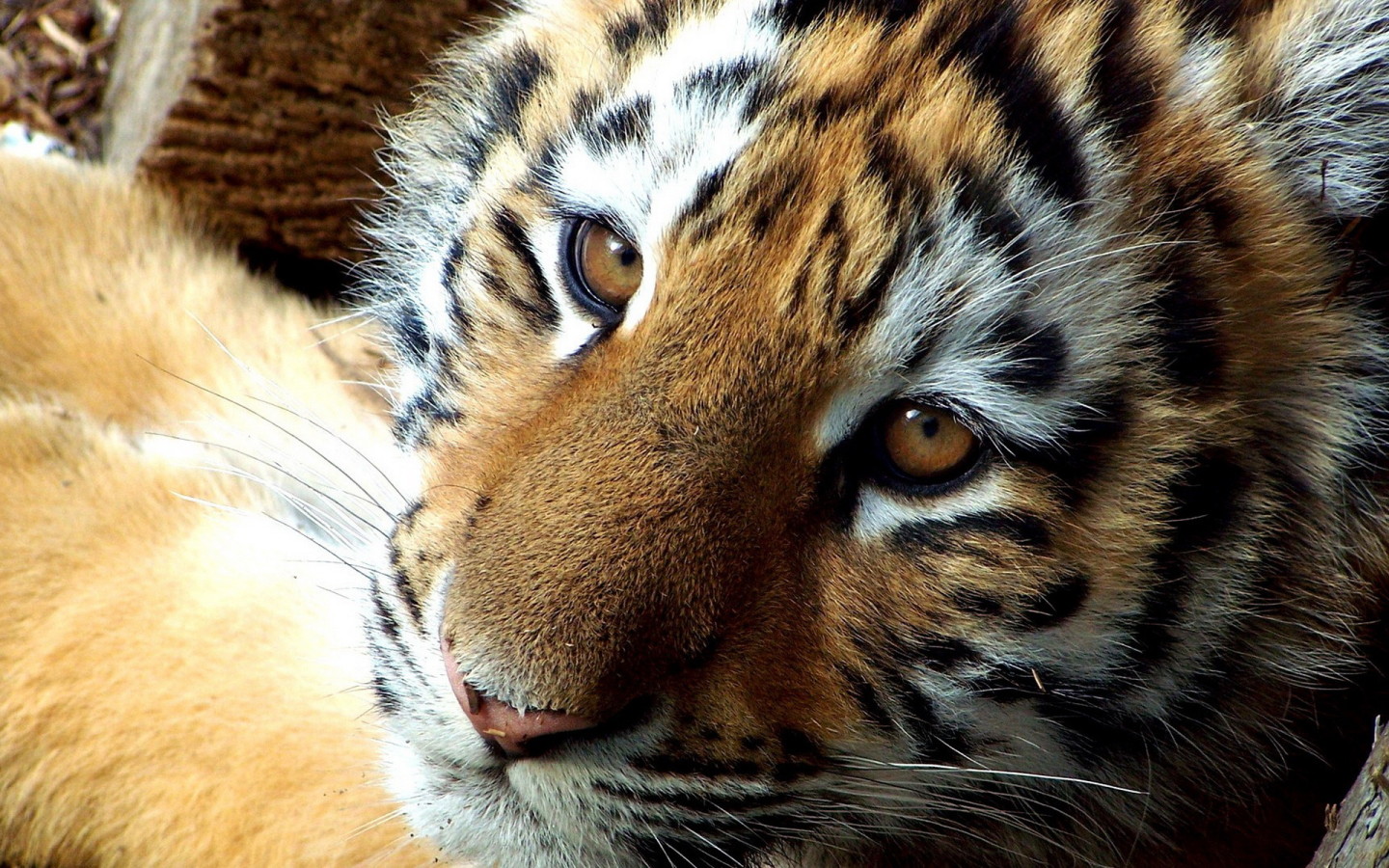 мордашка Тигренка