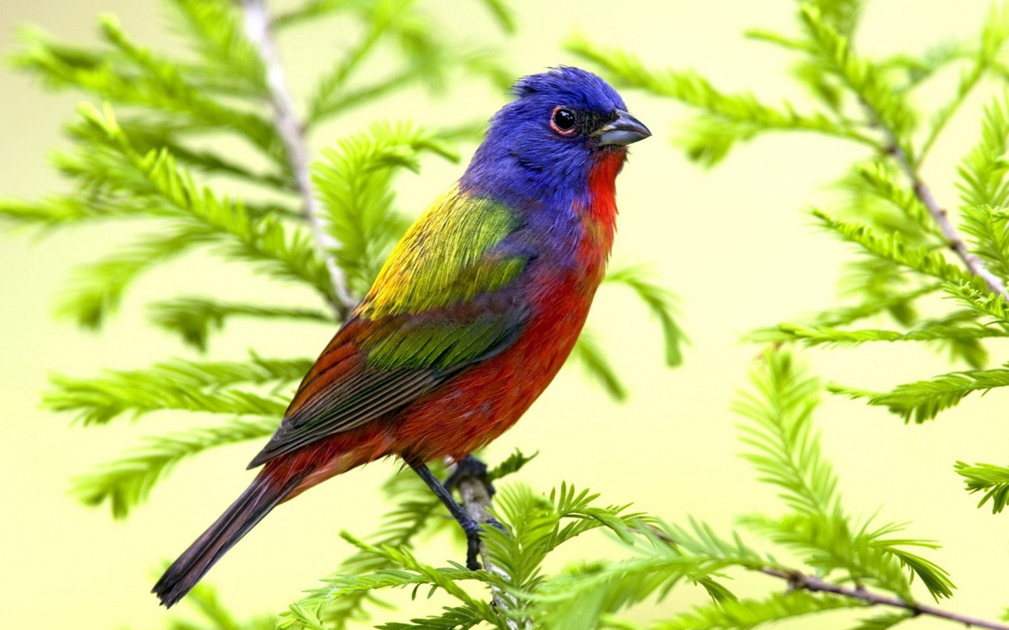 Яркая птица