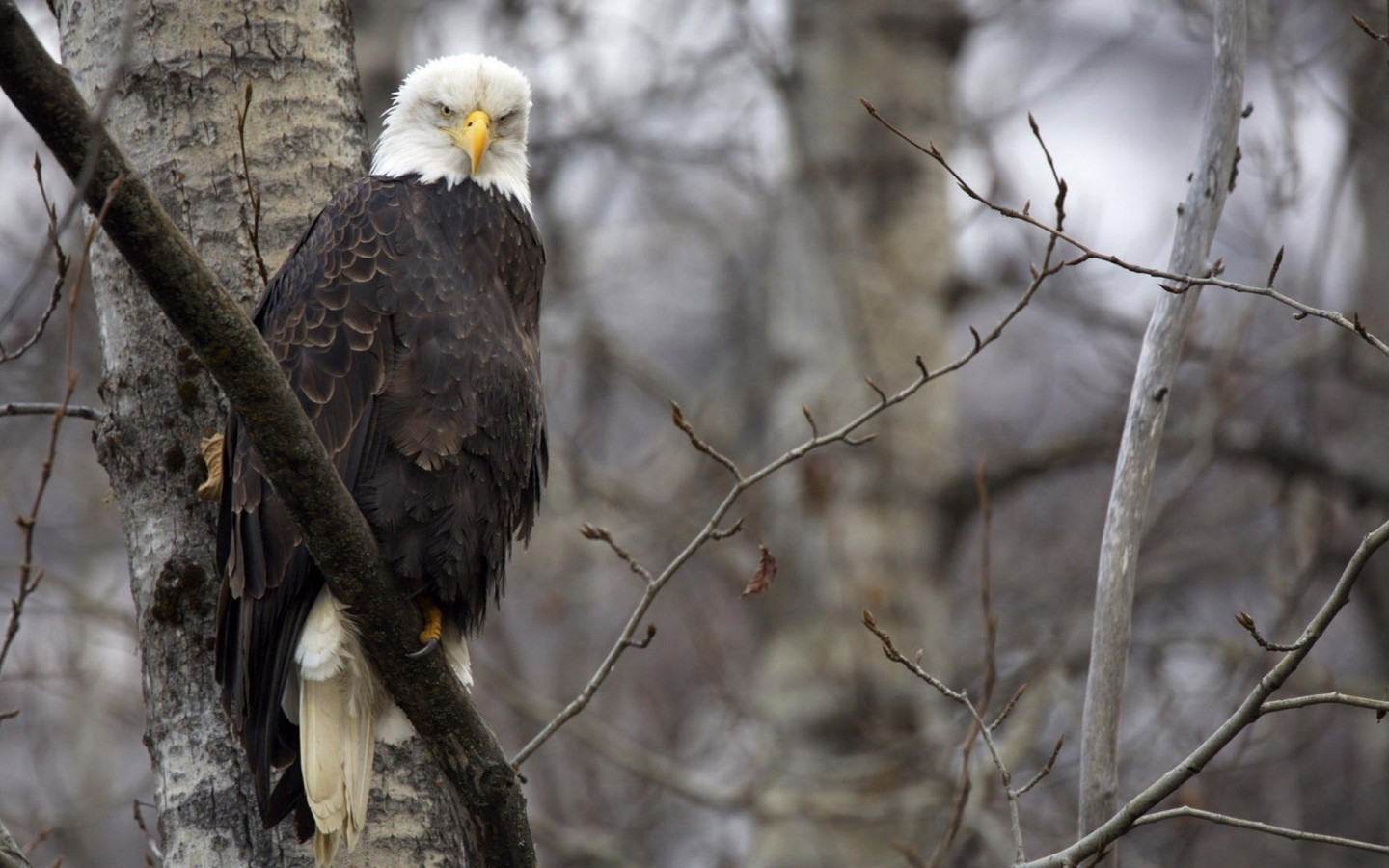 Орел на ветке