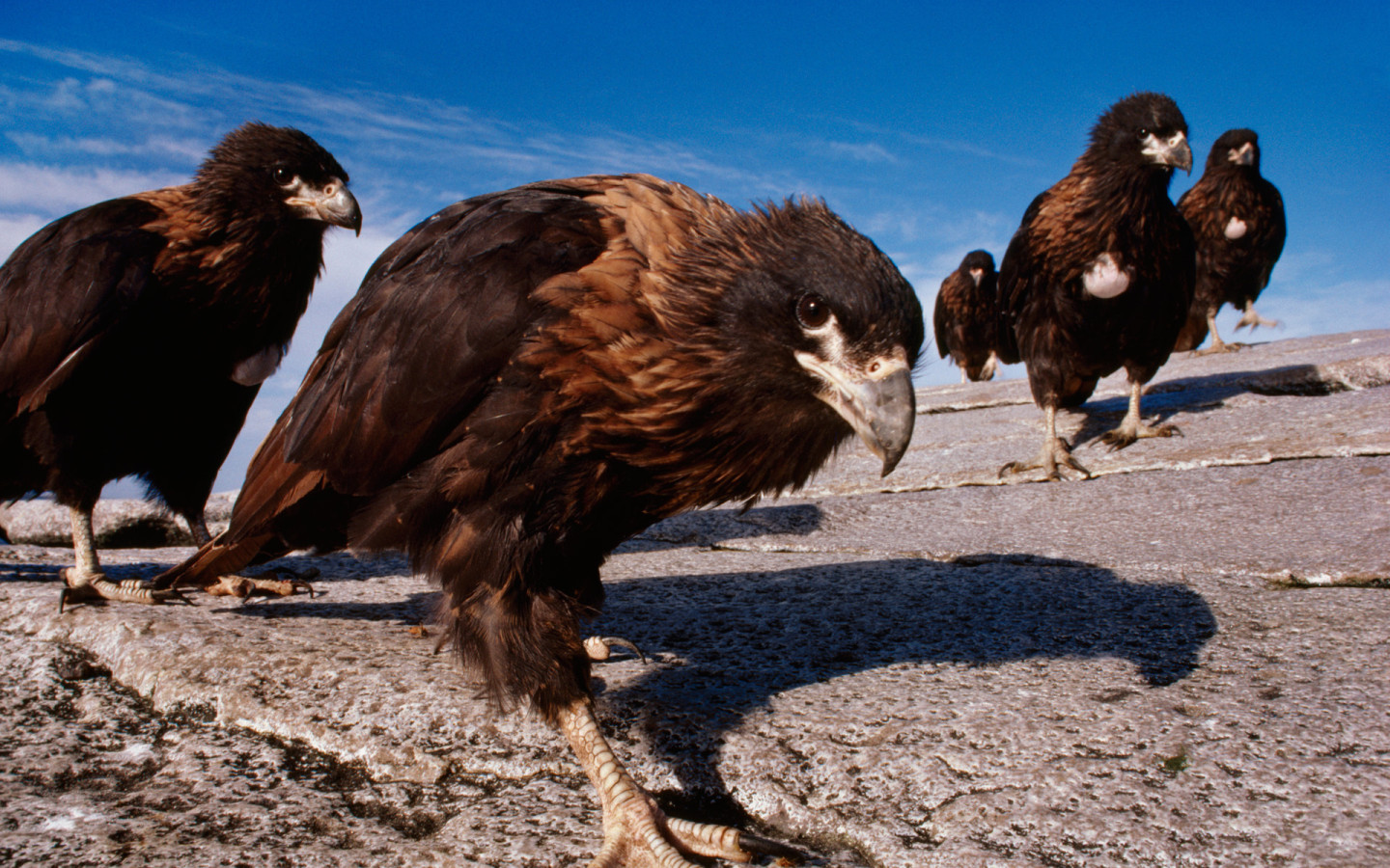 Семейство каракары