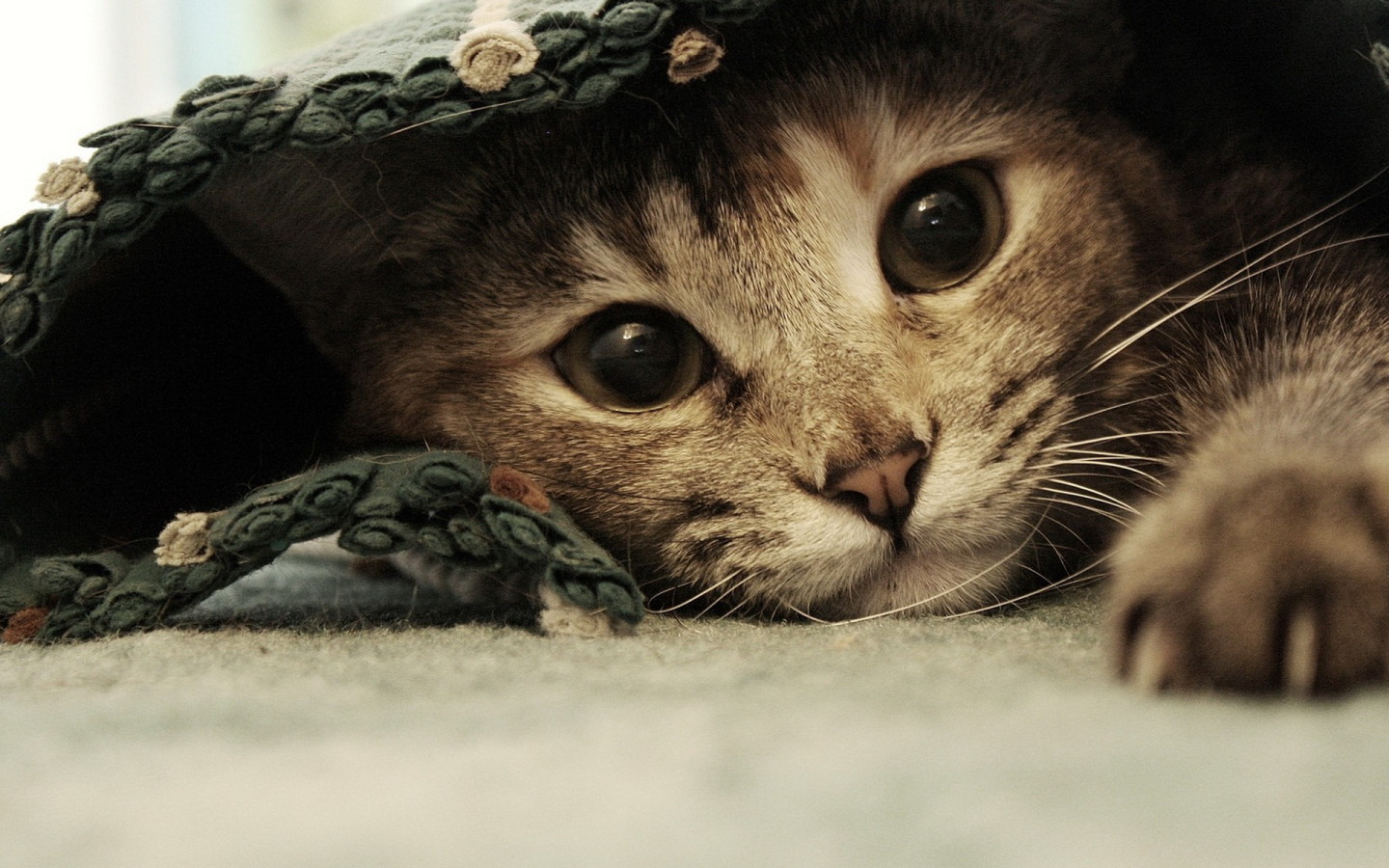 Спрятавшаяся кошка