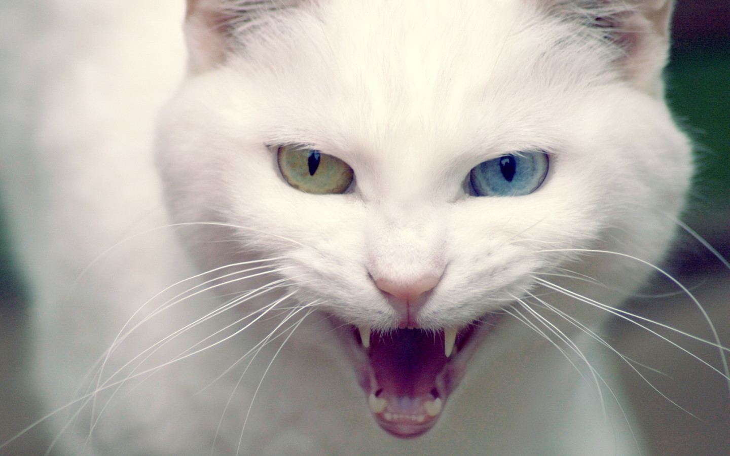 Белая хищница