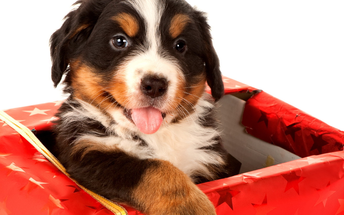 Щенок в подарок