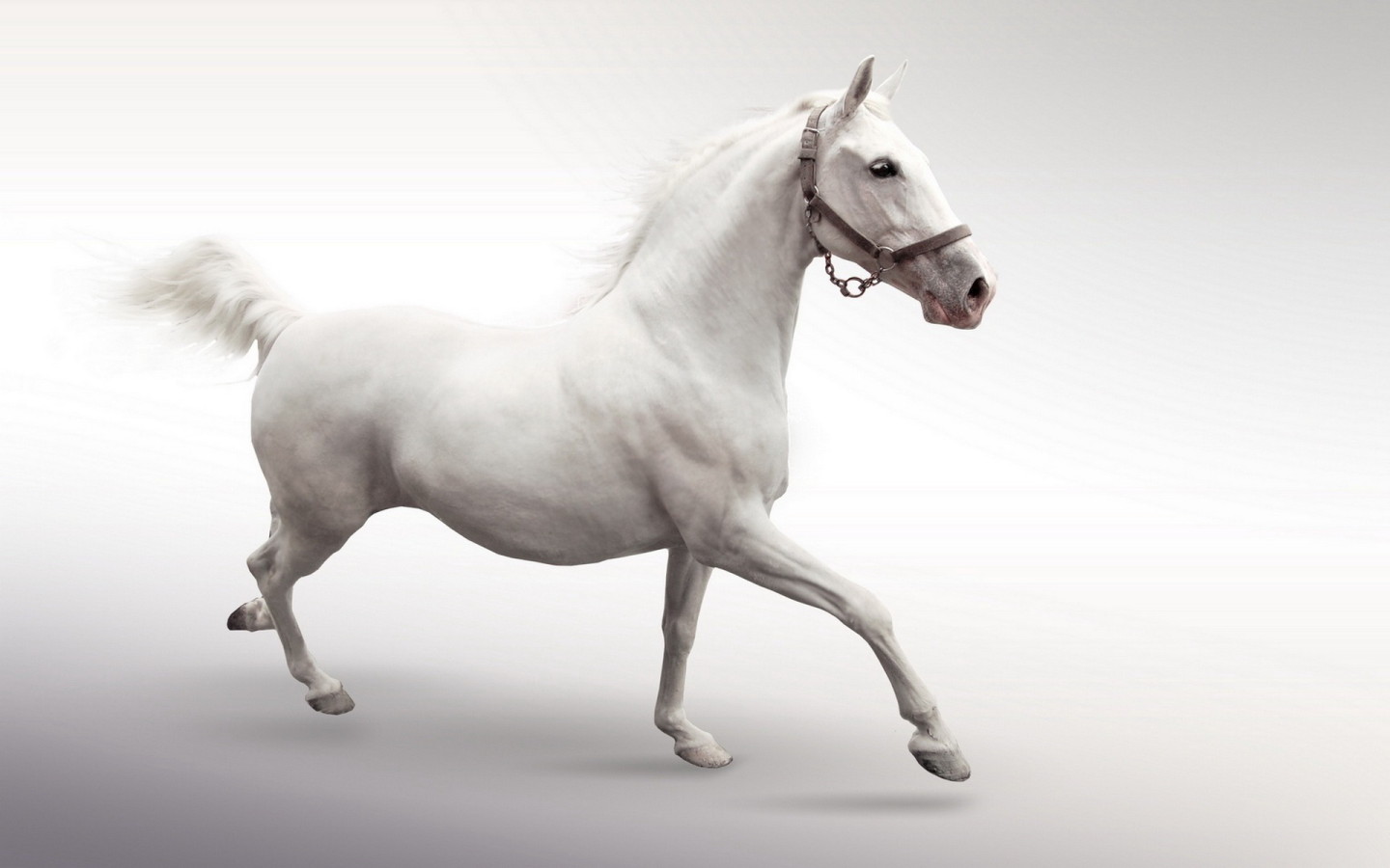 Белый конь
