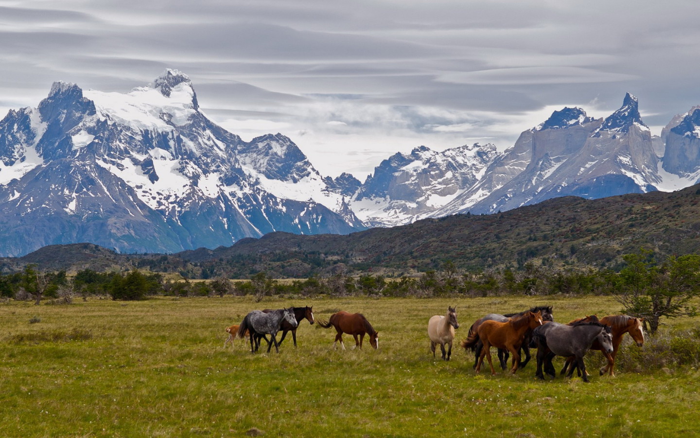 Табун лошадей