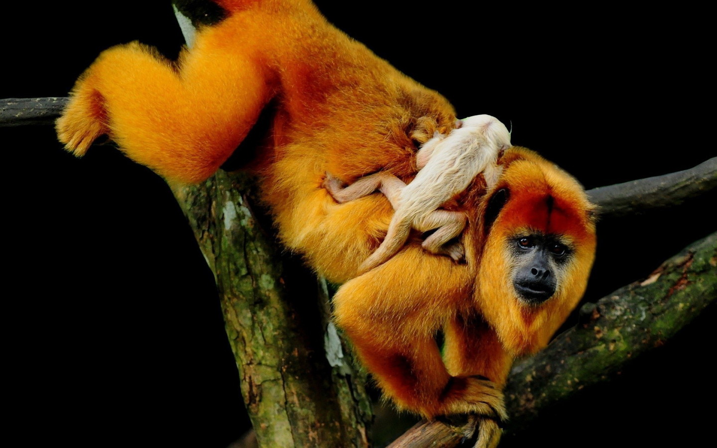 Рыжая обезьяна