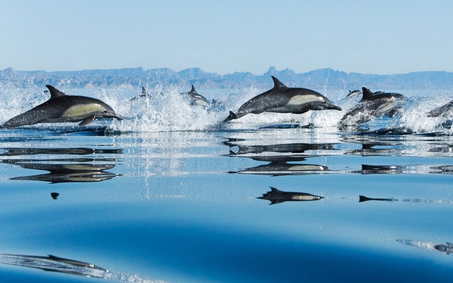 Дельфины