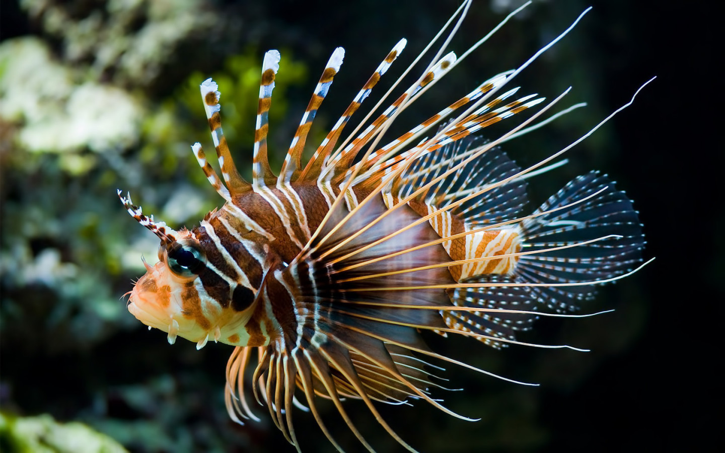 Рыба - Зебра