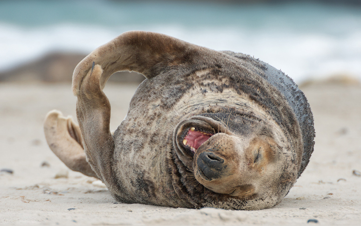 Тюлень на пляже