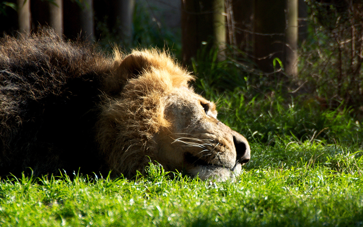 Отдыхающий лев